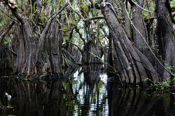 Bosque inundado El Corchal, Solferino