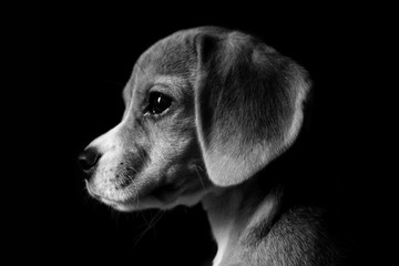 perro cachorro beagle blanco y negro perfil snoopy