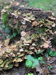 Naturaleza viva