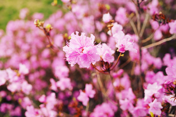 Pink flowers in bloom   