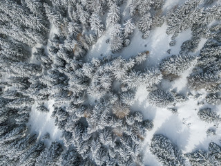 Aerial view of snow covered fir trees