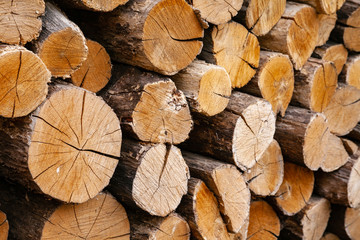 Dry oak firewood stacked in a pile, not chopped whole wood for winter heating fireplace. Natural wood background.