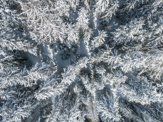Aerial view of snow covered fir trees