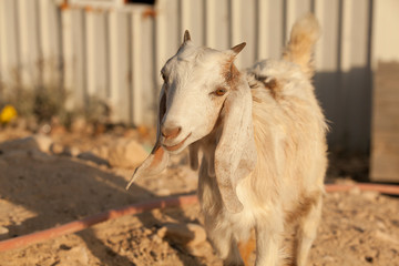 Goats in the desert in Israel 