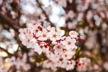 Blooming flowers and plum branches close up at sunset