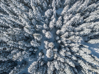 Aerial view of snow covered fir trees