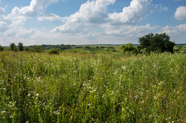 green meadow and blue sky with clouds in summer