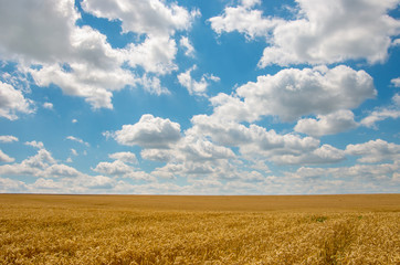 Golden wheat field under sunny blue sky