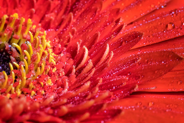 A close view of a beautiful red gerbera flower with water drops. Nature background