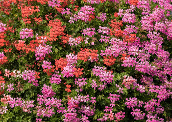 Surface with many blooming pelargoniums or Geraniums flowers. Nature background