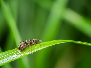 Black ant  (Lasius niger) on grass stem