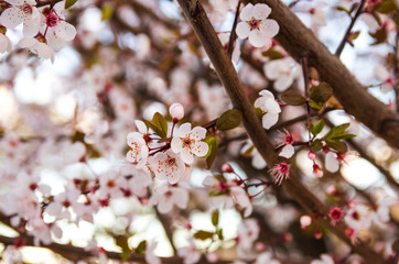 Blooming flowers and plum branches close up at sunset