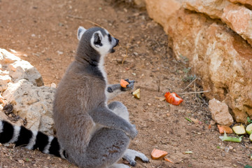 Lemurs of Madagascar, Ring-Tailed Lemurs