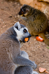 Lemurs of Madagascar, Ring-Tailed Lemurs