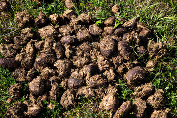 Horse poop on the grass in the summer field. Horse excrement.