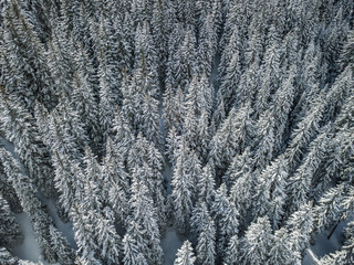 Aerial view of snow covered fir trees