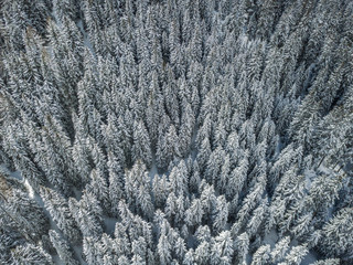 Aerial view of snow covered fir trees