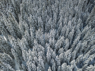 Aerial view of snow covered fir trees