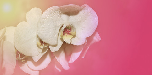 white orchids spring pink and white color elegance copy space