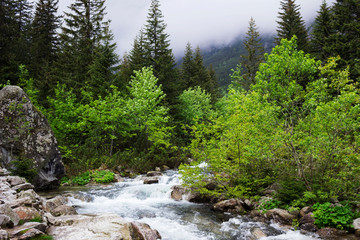 Beautiful fast-flowing river in the Tatra mountains among the many trees. River in the forest, nature