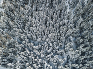 Aerial view of snow covered fir trees
