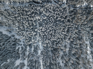 Aerial view of snow covered fir trees