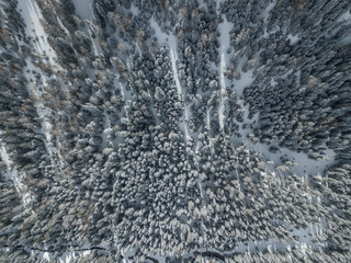 Aerial view of snow covered fir trees