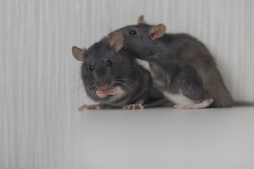 mouse, rat cute gray and her pair. family. creating a