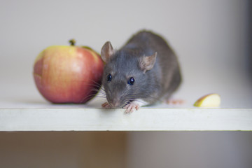Mouse, rat cute gray and apple red.