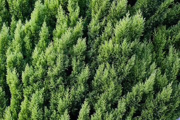 Closeup of green christmas leaves of Thuja trees on green horizontal background