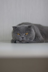 gray cat resting on the table. brown-eyed