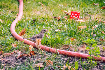 sparrow sitting on a garden hose