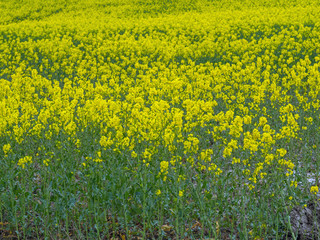 Obraz premium Beautiful fresh spring crop with bright yellow flowers background