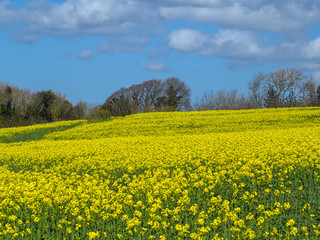 Obraz premium Vibrant yellow flower crop on farmland with blue sky and clouds in the Devon countryside