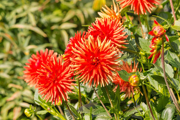 bright orange dahlias in bloom with blurred background and copy space 