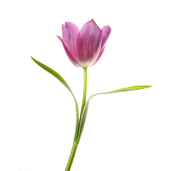 lilac tulip flower head isolated on white
