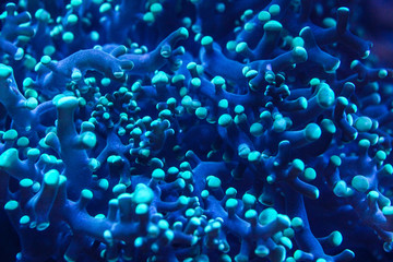 Naklejka na ściany i meble Underwater photo, close up of blue coral with tentacles emitting fluorescent light in dark under UV bulb. Abstract marine organic background