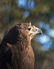 Portrait of an eagle