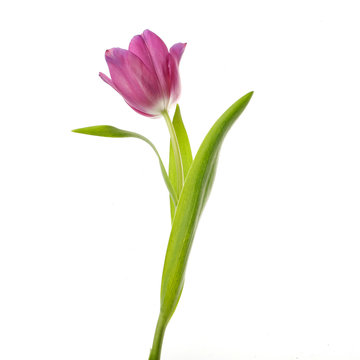 Premium AI Image  Tulip's Whisper A Single Petal of Spring