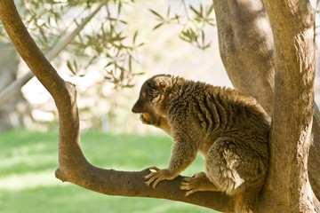 Lemurs of Madagascar, Ring-Tailed Lemurs