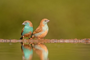 Pair of Blue waxbills isolated against a green background and with reflection in the water 