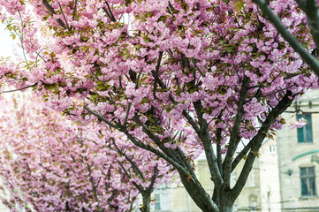 cherry blossom is a flower of several trees of genus Prunus, particularly the Japanese cherry, Prunus serrulata, which is called sakura after the Japanese