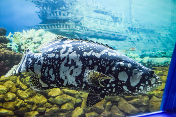 Giant grouper Humpback grouperpanther grouper
