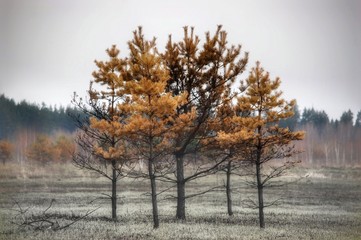 Burnt field with burnt young pines and burnt tree trunks