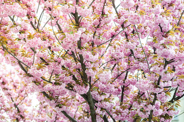 cherry blossom is a flower of several trees of genus Prunus, particularly the Japanese cherry, Prunus serrulata, which is called sakura after the Japanese