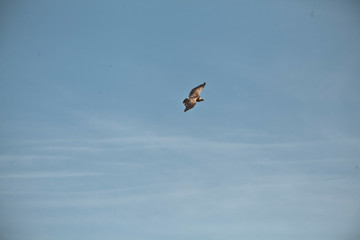 Obraz premium Amazing Eagles of Israel, Eagles of the Holy Land