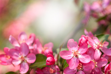 Close-up flowering apple tree, red flower, free space for your text