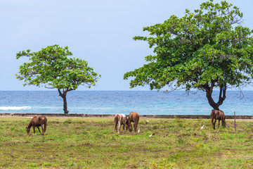 Naklejka premium Horses grazing on open grassland/field by the sea 