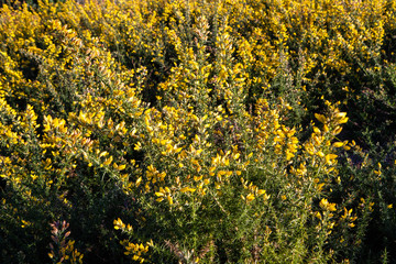 Yellow Gorse in flower