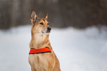 Cute mixed breed dog walking in a park. Mongrel in the snow